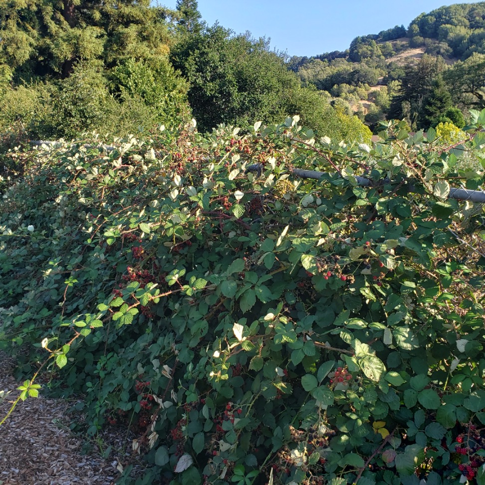 Blackberry bushes